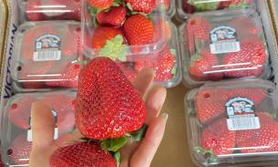 新鲜本地草莓$10/3盒～1点以后取货
