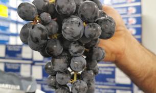 今天摘周六到！最新鲜美国黑葡萄！零酸度汁多香甜！