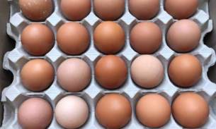鸡蛋（常规团）周四（4月29号）取货