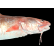 冷冻lingfish鱼头（按实际称重计价）
