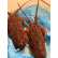 活‼南澳岩龙虾🦞600-800g/只，2只/$96