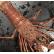 🦞新鲜捕捞西澳活岩龙虾1.6+只，可刺身$68/Kg按实际重量计算