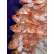 野生澳洲红鲈鱼（石九公）2-3条/1kg左右（包清理）