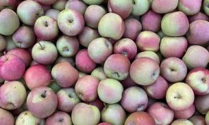 今天的现货水果有：无打蜡Fuji 小苹果，新季脆柿子和中国松花菜