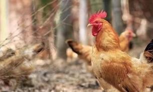 🧨春节特供🐔Luv Farm Organic新鲜走地老母鸡🇦🇺澳洲自然生长，无激素的健康鸡