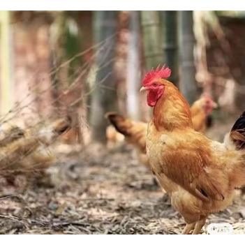 🧨春节特供🐔Luv Farm Organic新鲜走地老母鸡🇦🇺澳洲自然生长，无激素的健康鸡