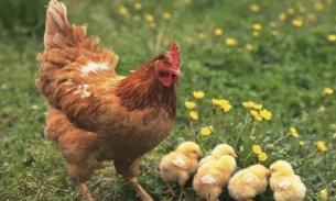 【10月16日，预计周日取】
🐔LUV Farm 老母鸡🇦🇺澳洲自然生长，无激素的健康鸡！🐣