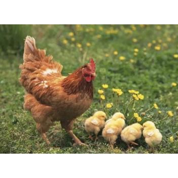 【10月16日，预计周日取】
🐔LUV Farm 老母鸡🇦🇺澳洲自然生长，无激素的健康鸡！🐣