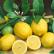 尤里卡柠檬 Eureka Lemon”25Lt种植袋