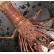 西澳活龙虾 1.1-1.6kg/只实际称重
