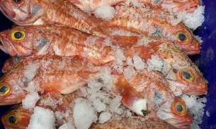 新鲜红鲈鱼周6（4.29）🉑️取货