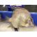 澳洲新鲜鸭嘴鱼（2-3条每公斤）不清理