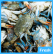 Fresh Blue Crab 2-4 Pieces 1kg