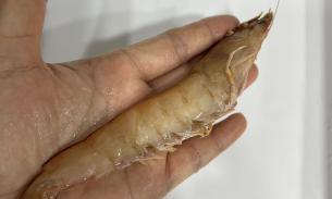 周三（7.12）🦐🦐特价$24.99/kg超大号速冻澳洲野生帝王虾（king prawn）