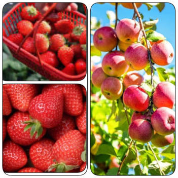 农场直供、新鲜菜摘🍃草莓🍓250g/盒3盒起～🍃Pink Lady苹果🍎2Kg/袋