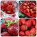3⃣️盒Fresh草莓🍓250克/盒
农场直供，新鲜采摘🍃
