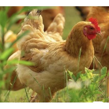 周5️⃣5.03 🧨农场现杀特供🐔Organic新鲜走地老母鸡🇦🇺澳洲自然生长，无激素的健康鸡！