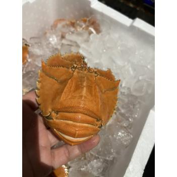 周六（9.2）断货王$29.5/kg超新鲜的扇虾（琵琶虾）肉质Ｑ弹超过龙虾肉