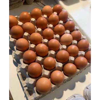 4月2日周二配送：本地农场直供有机「走地初生蛋\走地鸡蛋\笼养鸡蛋」