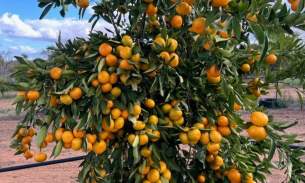 维州本地农场直采日本OKITSU有机无核爆汁蜜橘🍊🍊🍊上市啦👏🏻👏🏻👏🏻