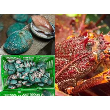 周六（4.20）南澳龙虾🦞/西澳龙虾🦞/活翡翠顶级刺身鲍鱼