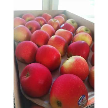 5🈷️5号下周日｜维州新季秋收Kanzi苹果🍎🍎，硬、脆、甜，果园直送，今年好收成，苹果开团喽🎉🎉