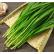 农场直供超特价💰韭菜-新鲜采摘 香嫩无比 下单1为1kg