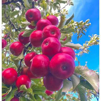 塔洲农场直采有机脆甜富士苹果&Pink Lady苹果🍎无蜡无污染周五