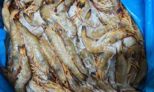 渔船直供出口品质U20-30 超值5kg装野生红尾基围虾🦐可放心生腌食用哟，周日4.28取货