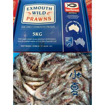 今天刚刚试了一批西澳野生红虎虾， 品质特别好，因整版拿货价格美丽，中号21/30尺寸 周五5月3日散货