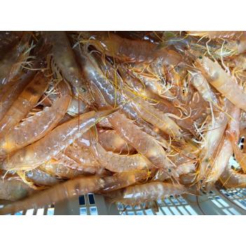 周六（5.4）骨折价$29.99/袋活帝王虾🦐高品质虾，野生捕捞