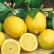 尤里卡柠檬 Eureka Lemon 45lt种植袋