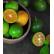 四季橘“Calamondin”25lt种植袋