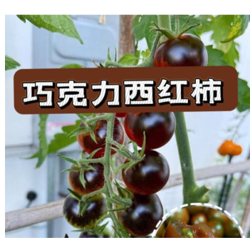 NO26【🔥巧克力西红柿·农场直采】-口口爆浆，番茄味浓郁周三（5月1日）取货