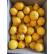 Okitsu Satsuma日本品种无籽橘子$22/半箱 $40/箱/约9公斤