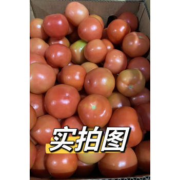 周三01/05取货农场直供西红柿