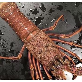 周六（5.4）西澳活龙虾🦞/顶级刺身级翡翠活大鲍鱼