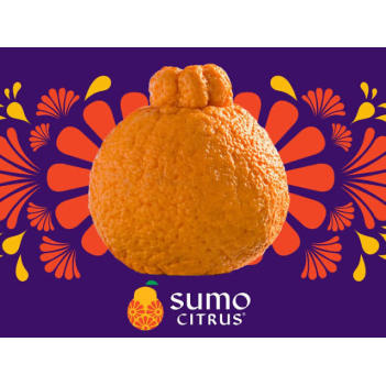 周一06/05🍊不知火丑橘—清甜多汁的美国Sumo Citrus丑橘