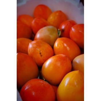 🔥周三15号自提🔥鸡心柿，这是一颗软柿子，果肉清甜，柔软细腻，且无核🥰周二14号截单‼️
