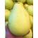 澳洲沙田柚 2个 （按照实际重量计算）