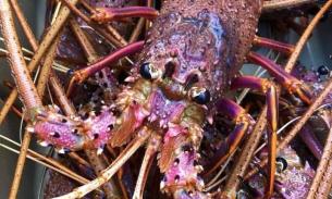 母亲节当天周日5月12日❤️特惠出口品质西澳大的活龙虾 