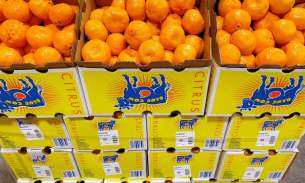 5️⃣6️⃣｜特价🉐️【新鲜水果·大号橘子】