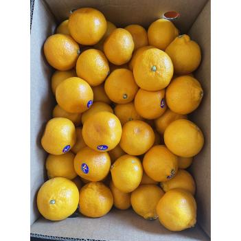 【星期二5月7号】okitsu Satsuma 日本品种的无籽蜜桔