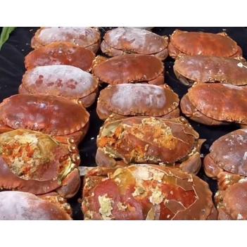 周六（5.11）母亲节🦀️🦀️低至$27.5/kg苏格兰面包蟹（母的）满满的都是膏（仅此一团，数量有限）