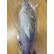 澳洲冷冻盲鰽鱼/整条（每条约1.2-1.5kg，下单1为一条，已去鳞去腮去内脏（按$12.90/公斤实称）