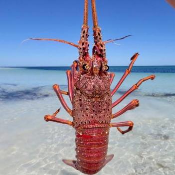 【周六】西澳天鹅龙虾🦞1.8kg+